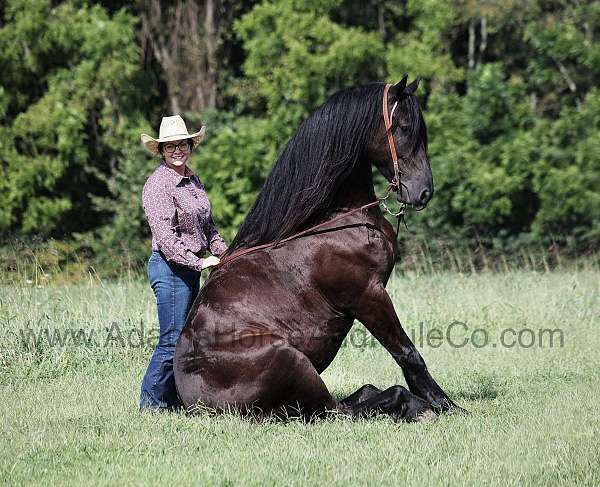 friesian-quarter-horse