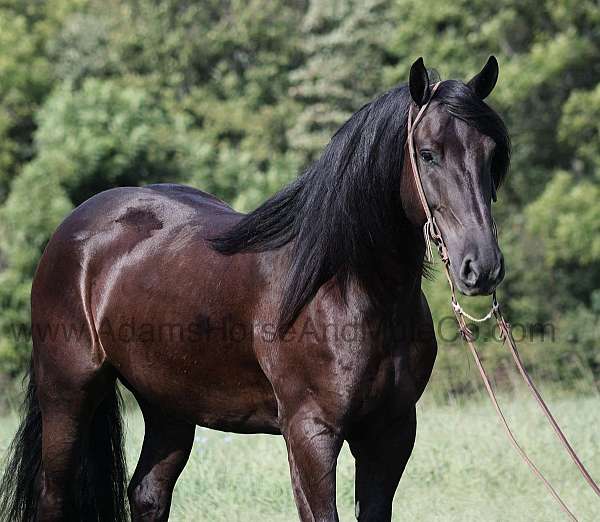 trail-quarter-horse