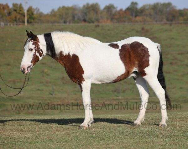 ranch-work-quarter-horse