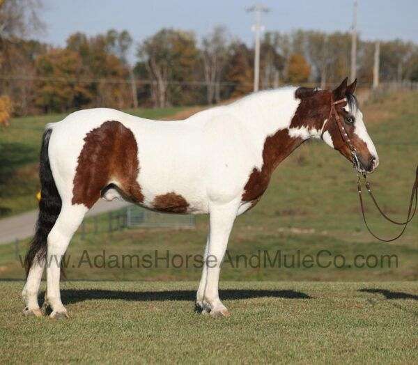 family-horse-quarter