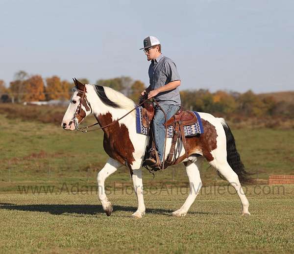 friesian-quarter-horse