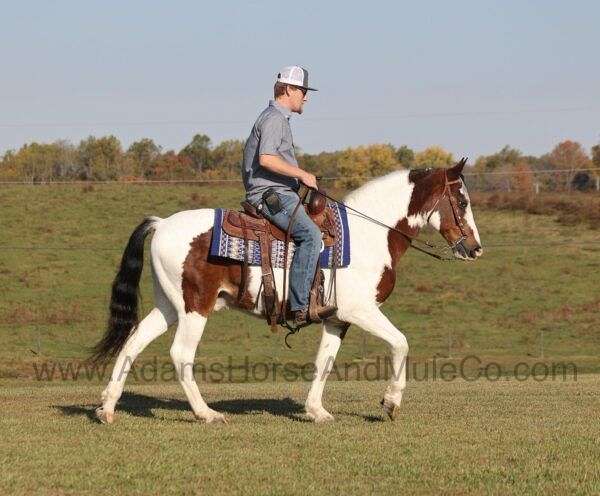 trail-quarter-horse