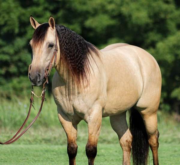 buckskin-socks-horse