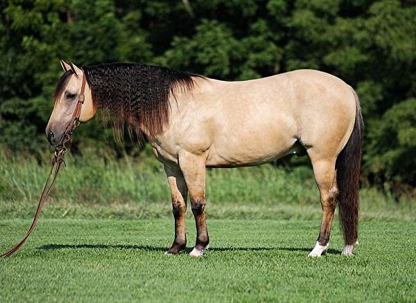 quarter-horse