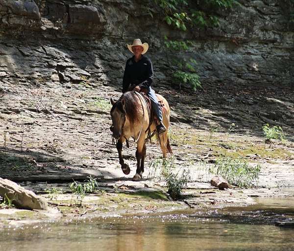 beginner-safe-quarter-horse