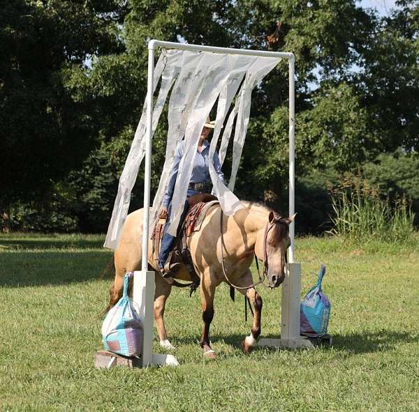 buckskin-quarter-horse