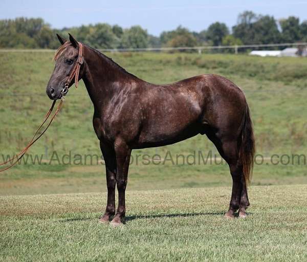 buckskin-socks-horse