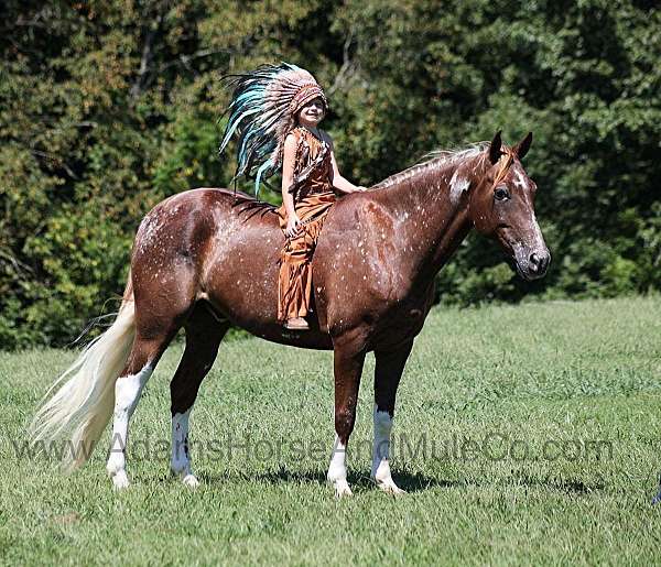 appaloosa-stockings-horse