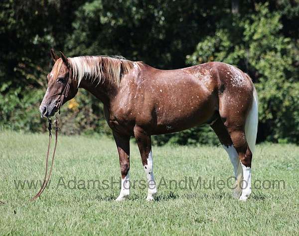 chestnut-appaloosa-stockings-horse