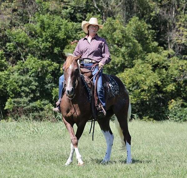 family-horse-quarter