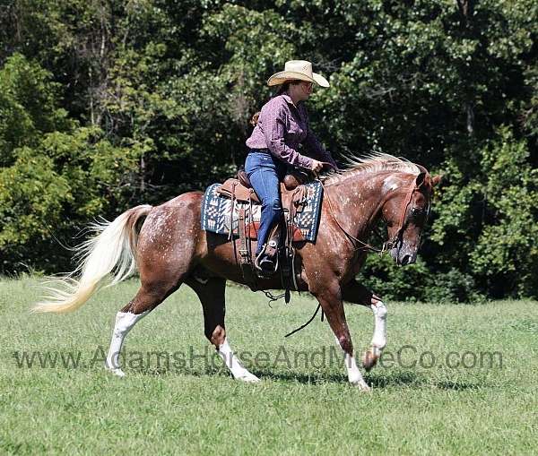 ranch-work-quarter-horse