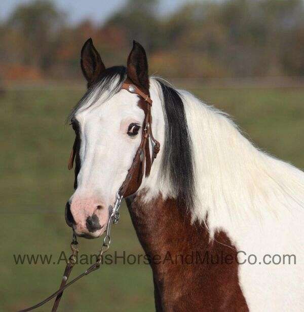 beginner-safe-quarter-horse