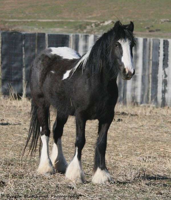 appointment-gypsy-vanner-horse