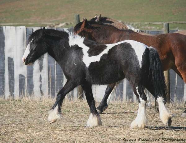 grand-daughter-gypsy-vanner-horse