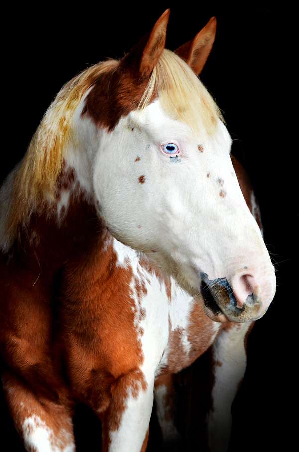 bald-face-horse