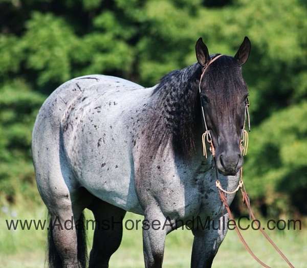 ranch-work-quarter-horse