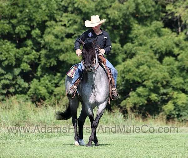 blue-roan-quarter-horse