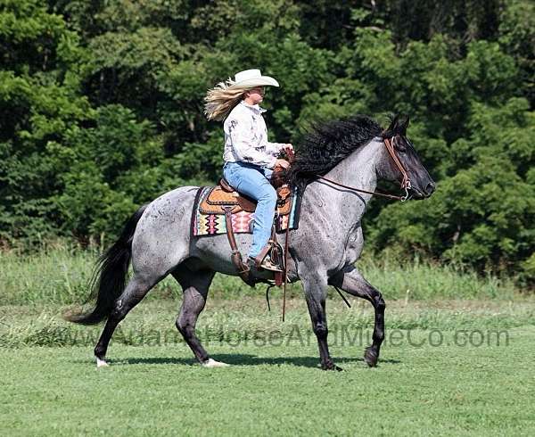 family-horse-quarter