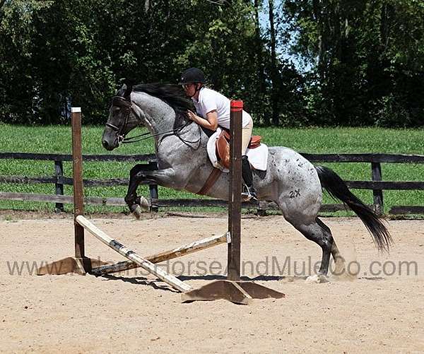 calf-roping-quarter-horse