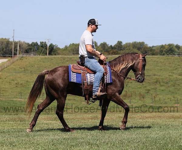 blue-roan-quarter-horse