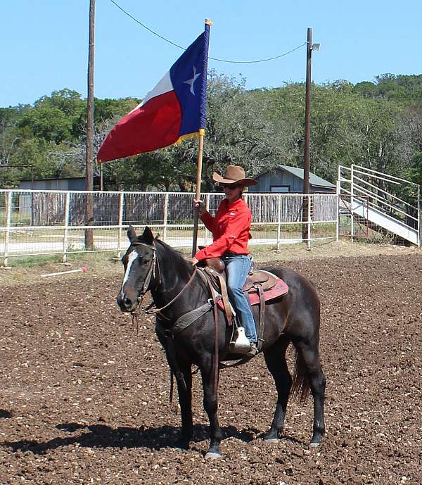 athletic-quarter-horse