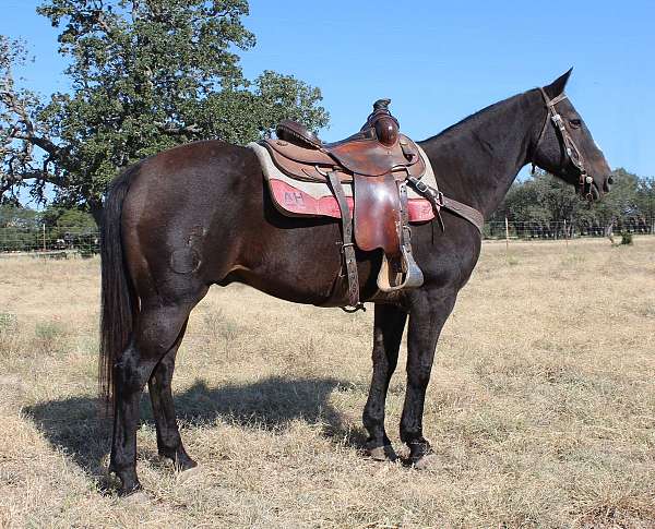 calf-roping-quarter-horse