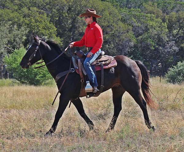 penning-quarter-horse