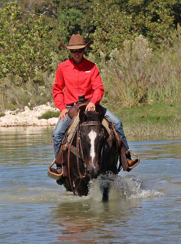 ranch-quarter-horse