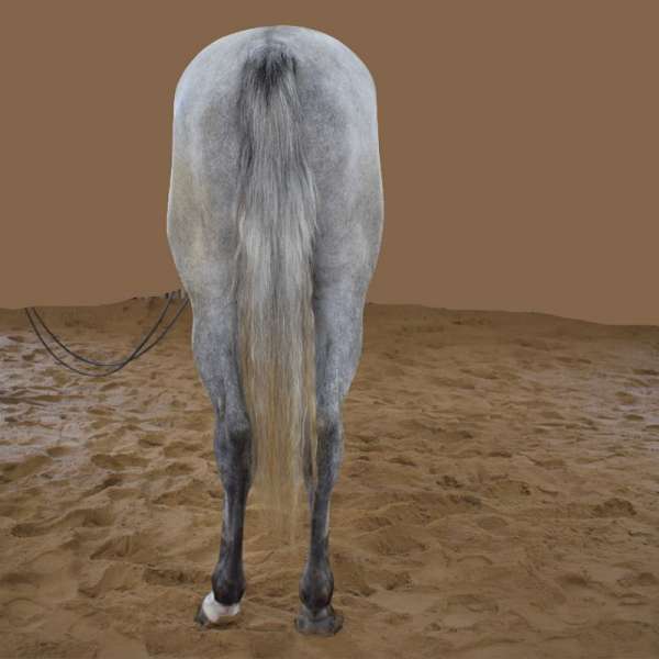 mccue-paint-horse