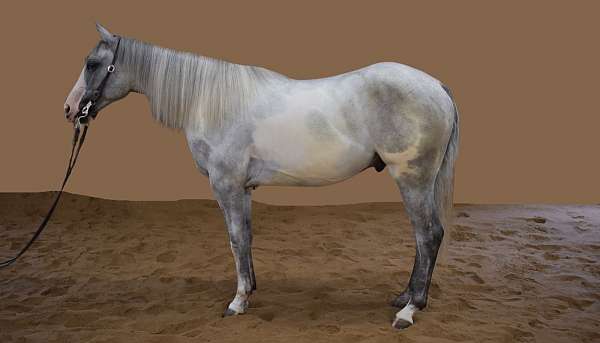 tuff-mccue-special-paint-horse