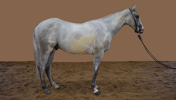 tuff-mccue-special-paint-horse