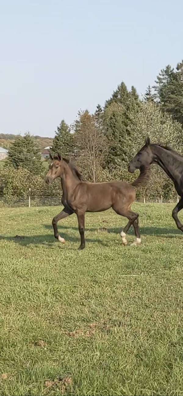 kwpn-hanoverian-colt