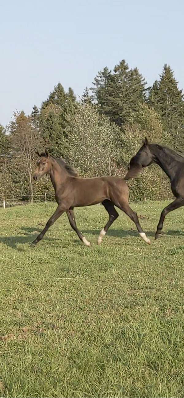 big-bone-hanoverian-horse