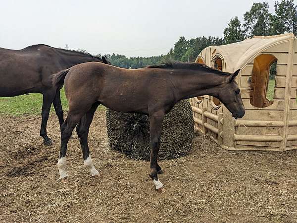 bone-hanoverian-horse