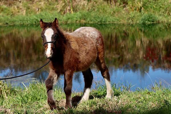 bay-gypsy-vanner-pony