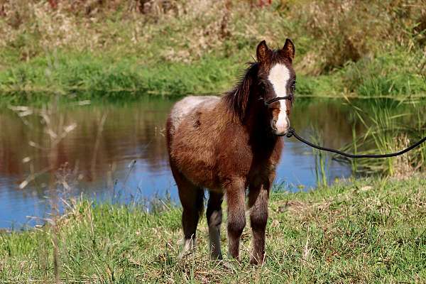 bay-appy-blanket-pony