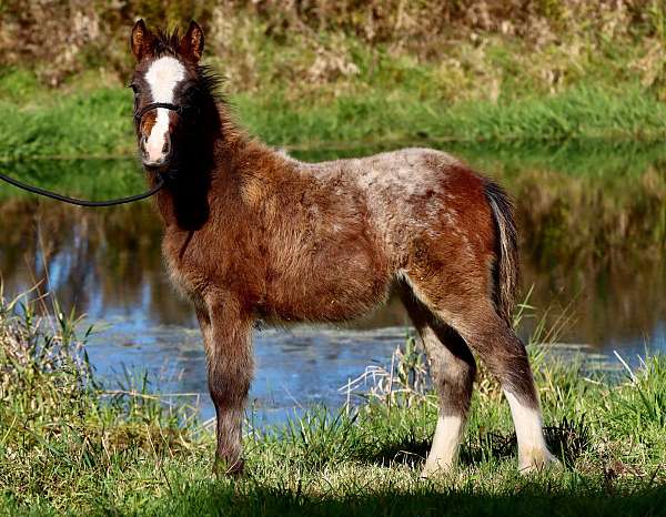 sport-appaloosa-pony