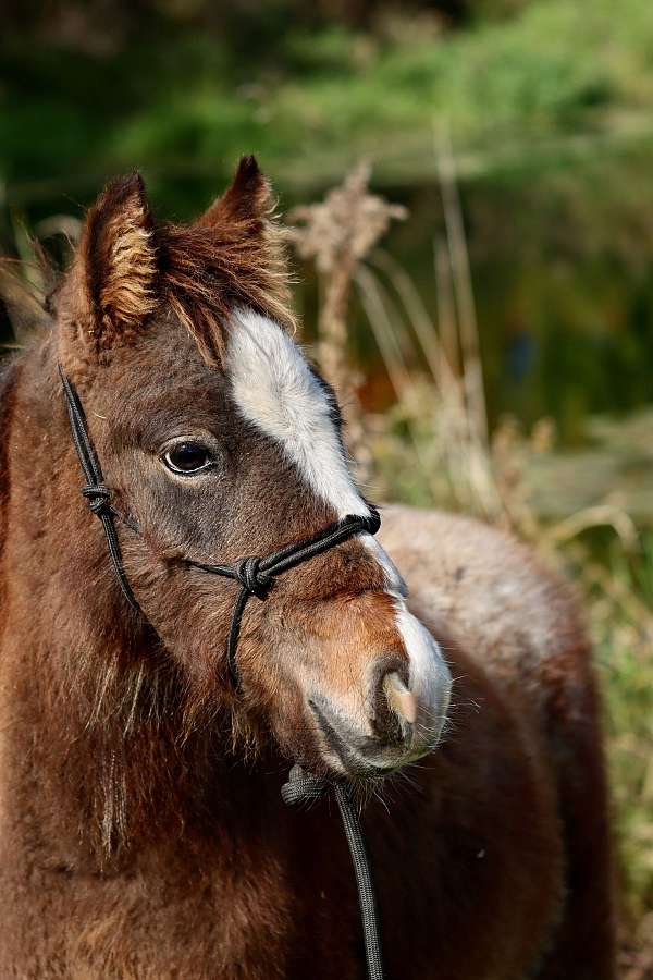 trained-colt-foal