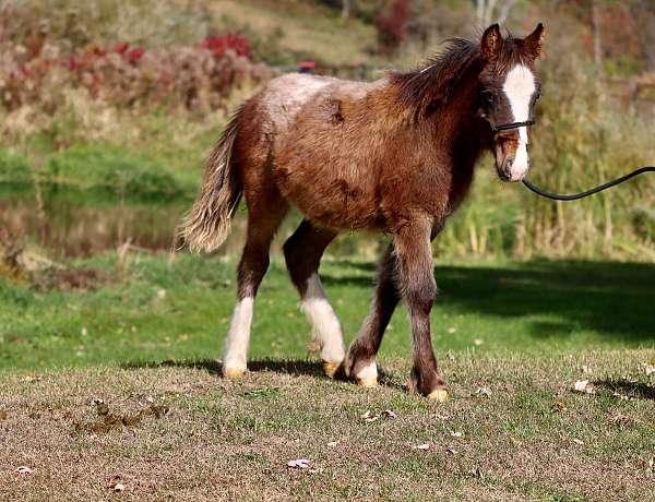 appaloosa-pony-colt-foal