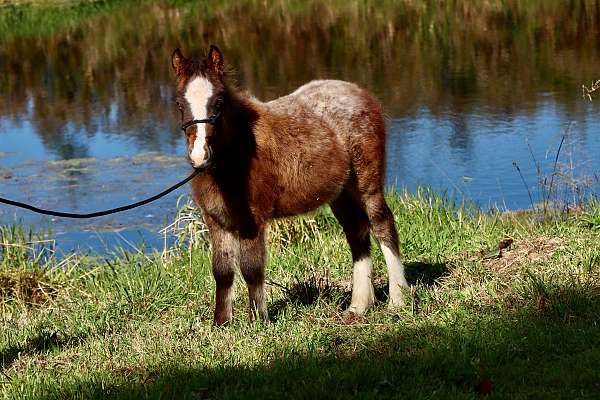 appy-blanket-pony