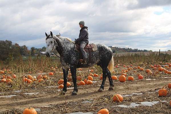 husband-safe-draft-horse