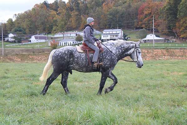 dappled-draft-horse