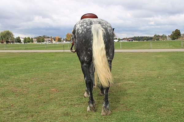 all-around-draft-horse