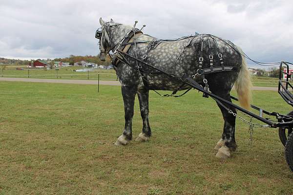 kid-safe-draft-horse