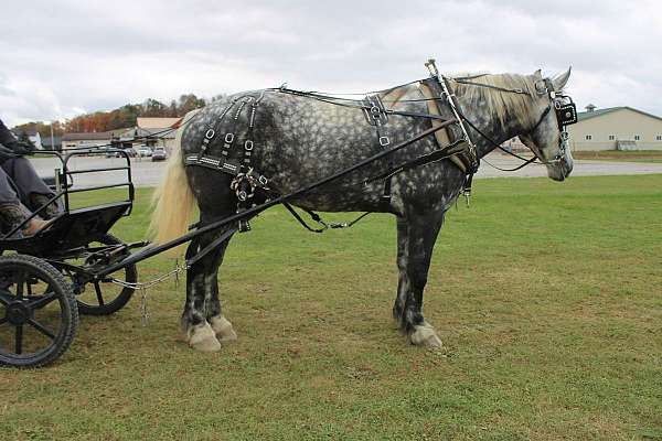 mounted-patrol-draft-horse