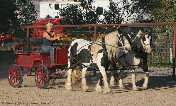 tobiano-horse