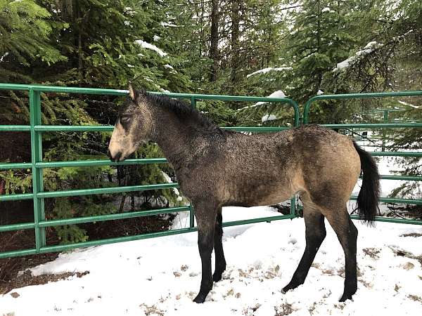 dewormed-friesian-horse