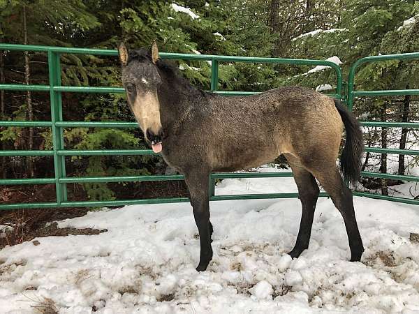 buckskin-friesian-lusitano-filly