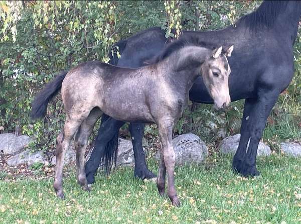 color-tested-friesian-horse