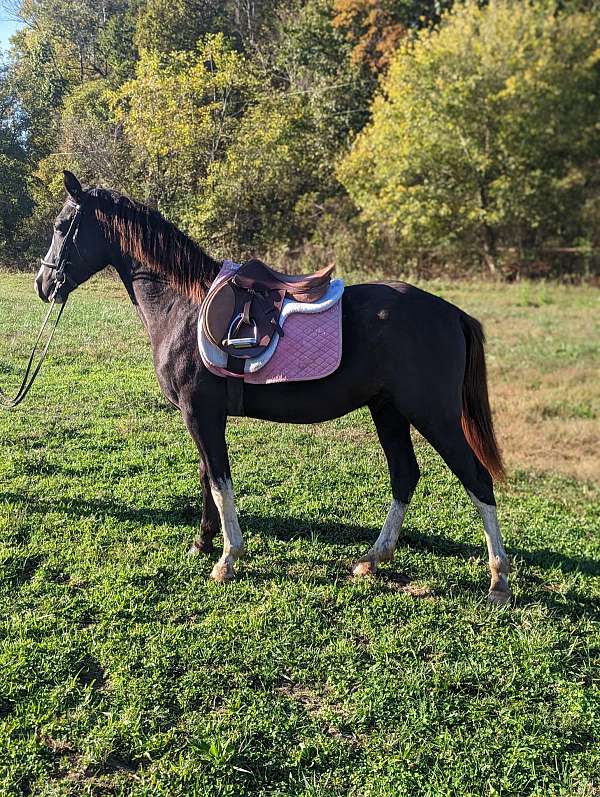 started-under-saddle-working-saddlebred-horse